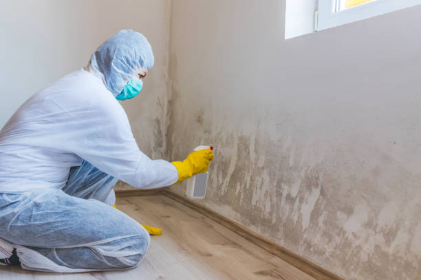 Licensed Black Mold Removal service in Saint Inigoes, MD - WQB Mold Removal