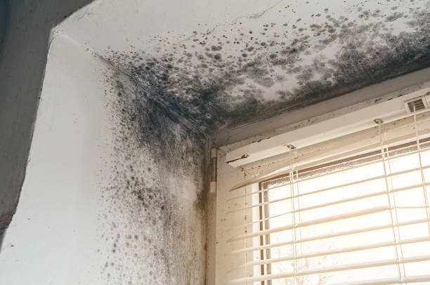 Affordable Black Mold Removal solutions in Saint Inigoes, MD